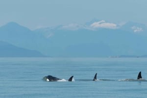 Vancouver: Open-air Whale Watching Tour, Granville Island