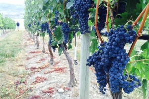 Vancouver: Yksityinen pyöräretki Kelownan viinialueelle