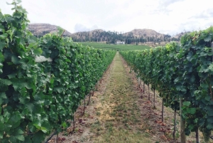 Vancouver: Yksityinen pyöräretki Kelownan viinialueelle