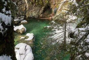 Vancouver: Rainforest Waterfall Hike and Suspension Bridge