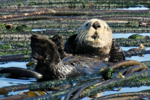 Vancouver: Seaplane to Victoria and Whale Watching Day Trip