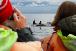 Vancouver: Wasserflugzeug nach Victoria und Tagestour zum Whale Watching