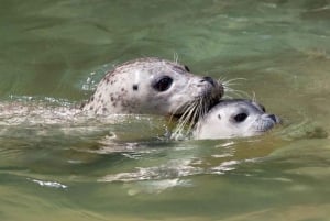 Vancouver: Snorkel, Kayak, and Seal Adventure Boat Tour