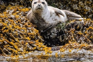 Vancouver: Snorkel, Kayak, and Seal Adventure Boat Tour