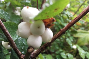 Vancouver: Stanley Park Talking Trees Tour