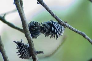 Vancouver: Stawamus Chief Hike and Local Brewery Tasting