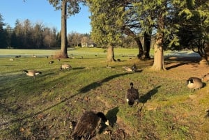 Vancouverin kaupunkikierros+VipCar+Stanley Park+ChinaTown/Pienryhmässä