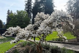 Vancouverin kaupunkikierros+VipCar+Stanley Park+ChinaTown/Pienryhmässä