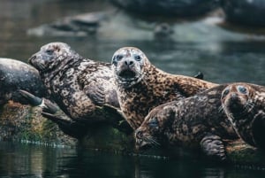 Vancouver - Sightseeing Waterfront Sightseeing Tour - Stad och natur