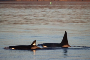 Vancouver Whale Watching Safari