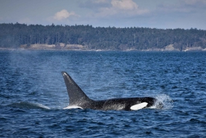 Vancouver Whale Watching Safari