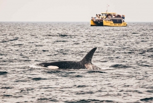 Vancouver Whale Watching Safari