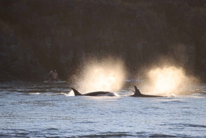 Vancouver Whale Watching Safari