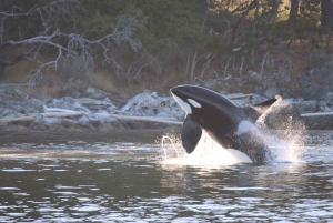 Vancouver Whale Watching Safari