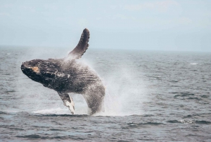 Vancouver Whale Watching Safari