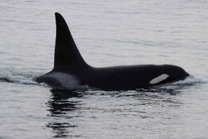 Vancouver Whale Watching Safari