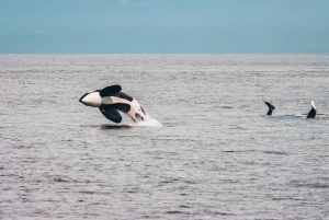 Vancouver Whale Watching Safari