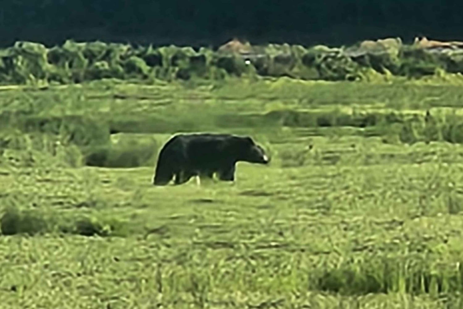 Vancouver: Whistler dagsutflykt med Sea to Sky gondolresa