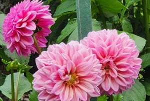 Vancouver: Whistler-dagtour met Sea to Sky-gondelrit