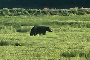 Vancouver: Whistler dagsutflykt med Sea to Sky gondolresa