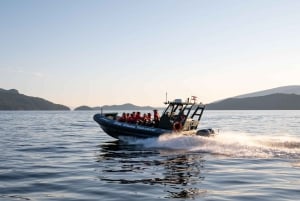 Vancouver: tour di avvistamento balene in gommone da Granville Island