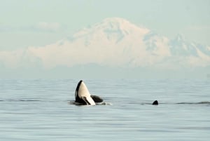 Vancouver: tour di avvistamento balene in gommone da Granville Island