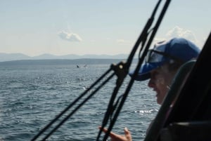 Vancouver: tour di avvistamento balene in gommone da Granville Island