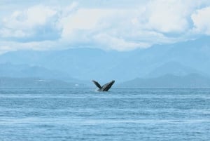 Vancouver: tour di avvistamento balene in gommone da Granville Island