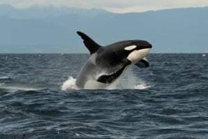 Vancouver: tour di avvistamento balene in gommone da Granville Island