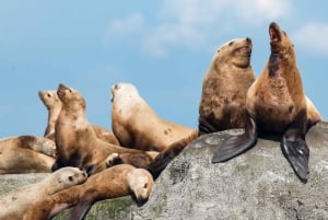 Vancouver: tour di avvistamento balene in gommone da Granville Island