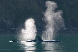 Vancouver: tour di avvistamento balene in gommone da Granville Island