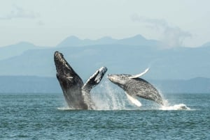 Vancouver: tour di avvistamento balene in gommone da Granville Island