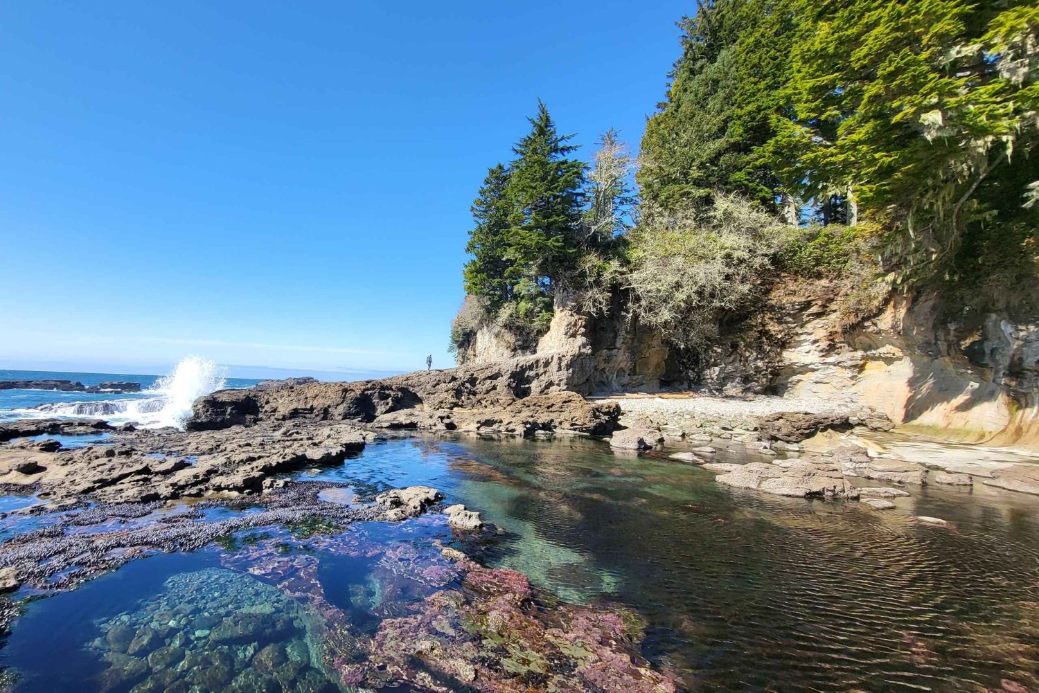 Victoria: 4-tägige Tofino und Port Renfrew Tour mit Flügen