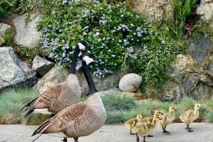 Victorian Butchart Gardens & City Highlights yksityinen kierros