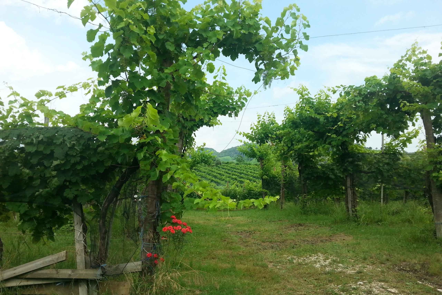 8-часовой тур 'Вино Просекко и дегустации' из Венеции или Падуи