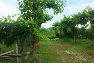 8-stündige Prosecco Wein und Verkostungen Tour ab Venedig oder Padua