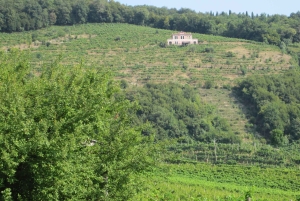 8-часовой тур 'Вино Просекко и дегустации' из Венеции или Падуи