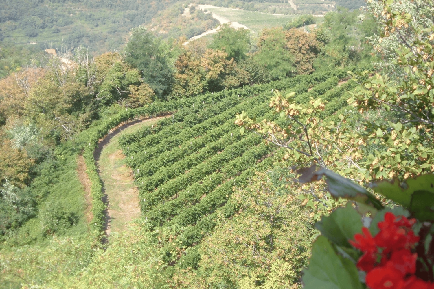 Amarone Wine Tour & Tasting Venetsiasta, Padovasta tai Veronasta käsin