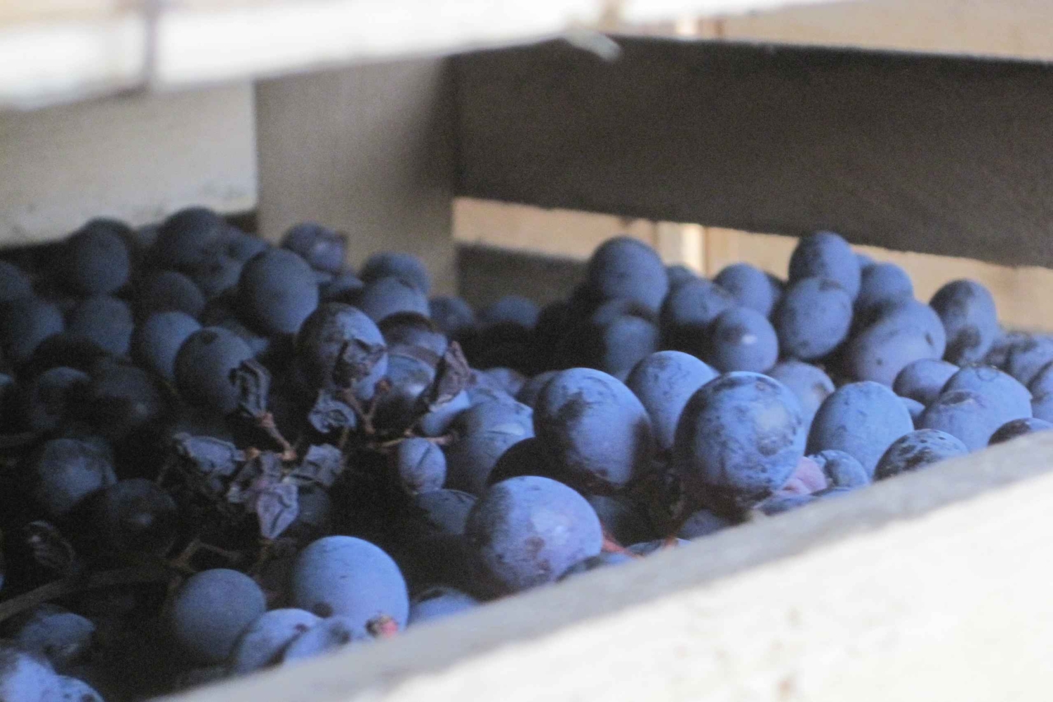 Amarone Wine Tour & Tasting Venetsiasta, Padovasta tai Veronasta käsin