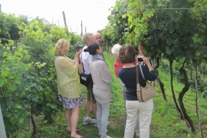 Amarone Wine Tour & Tasting from Venice, Padua or Verona