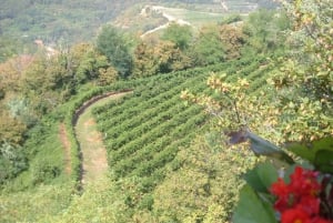 Amarone Wine Tour & Tasting from Venice, Padua or Verona
