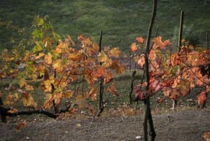 Amarone Wine Tour & Tasting from Venice, Padua or Verona
