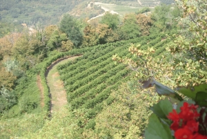 Amarone Wine Tour & Tasting Venetsiasta, Padovasta tai Veronasta käsin