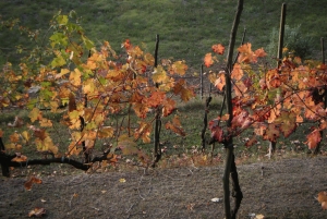 Amarone Wine Tour & Tasting Venetsiasta, Padovasta tai Veronasta käsin