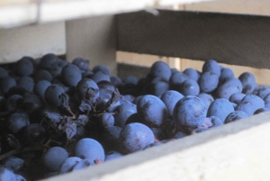 Amarone Wine Tour & Tasting Venetsiasta, Padovasta tai Veronasta käsin