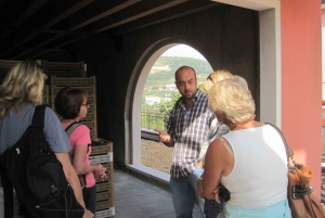 Amarone Wine Tour & Tasting Venetsiasta, Padovasta tai Veronasta käsin