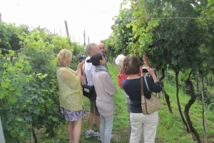 Amarone Wine Tour & Tasting Venetsiasta, Padovasta tai Veronasta käsin