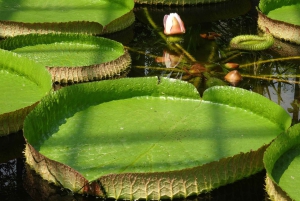 Fra Venedig: Dagsudflugt til Padua med privat guidet tur