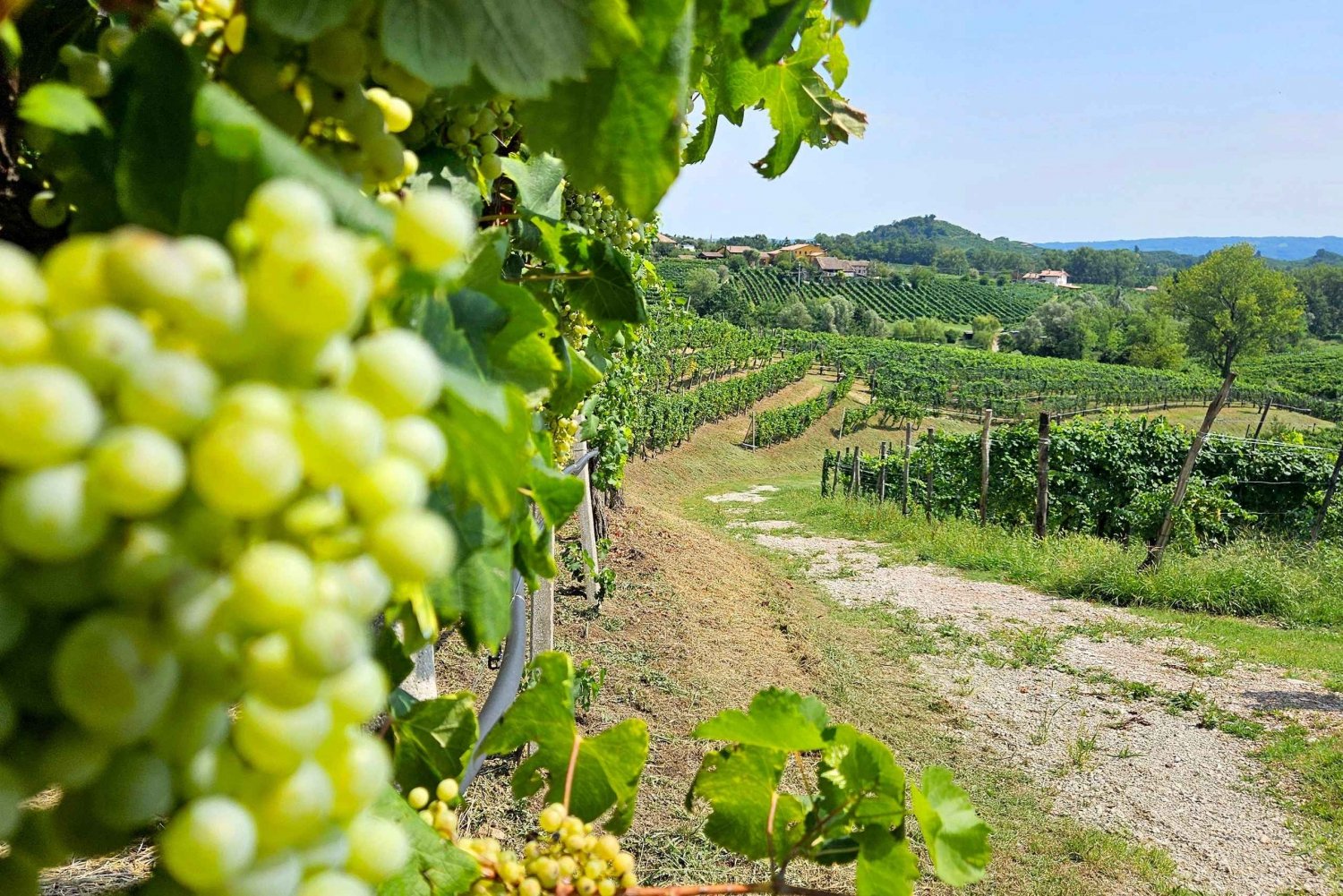 Van Venetië: Prosecco Full Experience wijnproeverij en lunch