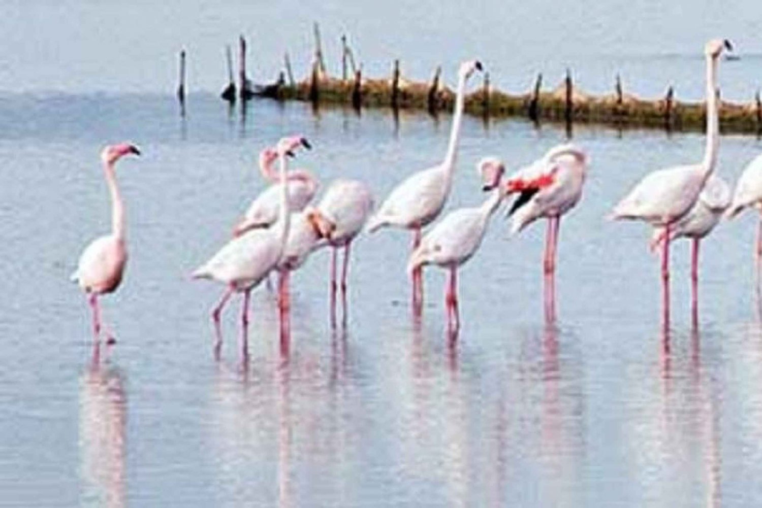 Jesolo: The flamingo lagoon